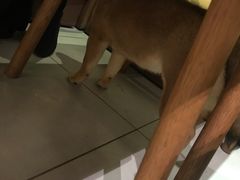 -柴务处·柴犬主题狗咖