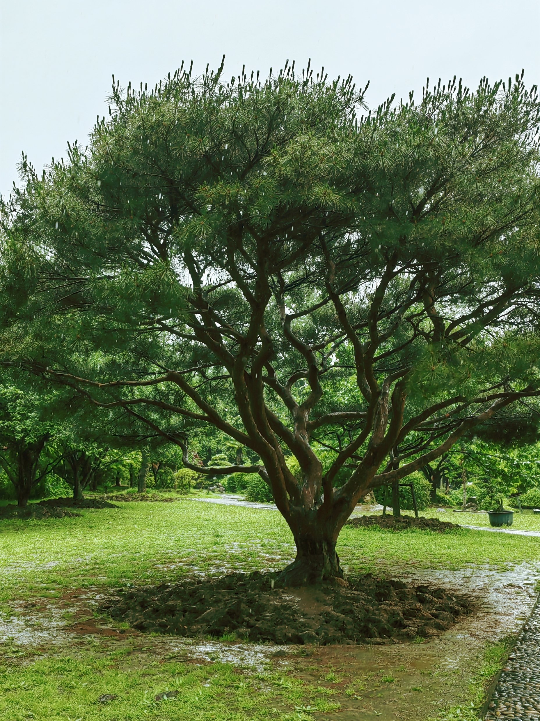 伞大如盖 夏季安全感大树