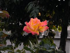 -香蜜公园