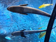 -太平洋海底世界