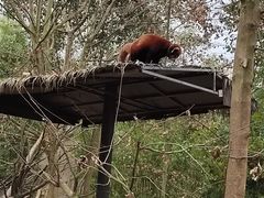 -都江堰中华大熊猫苑