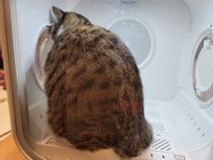 -袖虎·猫馆(体育西路店)