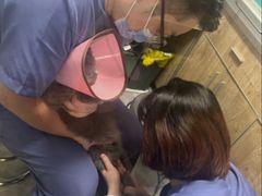 -半岛宠物医院24小时·内窥镜·牙科·碎石中心(府城大道店)