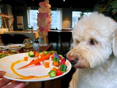 -百好乐宠物友好餐厅(朝外大街店)