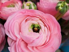 -秦美花卉(天朗·莱茵小城2期店)