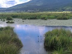 -腾冲北海湿地
