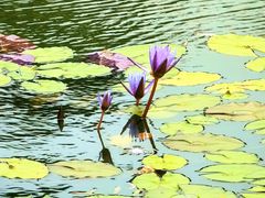 -国家植物园南园