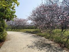 -天适樱花悠乐园