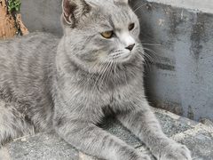 -猫岛主趣味餐厅(鼓浪屿店)