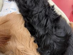 -和它·交个朋友·狗咖猫咖(爱琴海店)