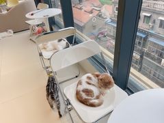 -怪兽屋·羊驼·猫咖·狗咖(俊华广场店)