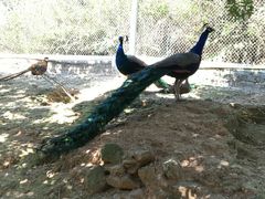 -泉州海丝野生动物世界