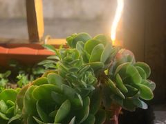-又见炊烟．纳西小院云南菜