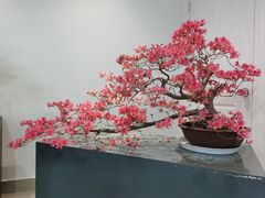 -上海滨江森林公园