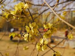 -永定河休闲森林公园