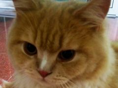 -佳怡动物医院·平价24小时·猫专科骨外科