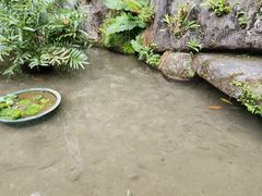-深圳仙湖植物园