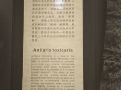-海南槟榔谷黎苗文化旅游区