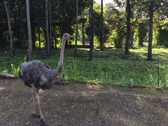 -清迈夜间动物园