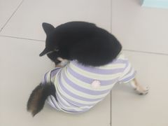 -怪兽屋·羊驼·猫咖·狗咖(俊华广场店)