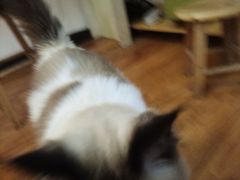 -猫爪屋猫咖(乐汇城店)