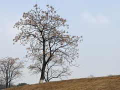 -盘龙城国家考古遗址公园