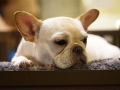 -more than meow吴止猫主题餐厅(承德 中船汇店)