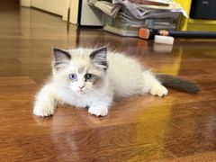 -瑞派·关忠动物医院·猫专科·犬专科(三环新城店)