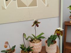-上海鲜花港