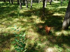 -塞罕坝国家级自然保护区