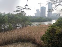 -华侨城湿地公园