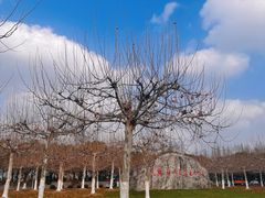 -上海海湾国家森林公园