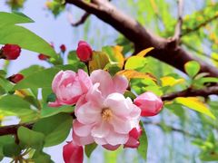 -海棠花溪(元大都城垣遗址公园)
