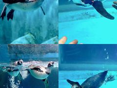 -正佳极地海洋世界