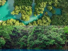 -贵州百里杜鹃风景名胜区