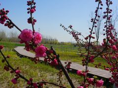 -永定河休闲森林公园