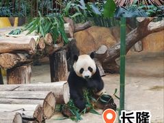 -广州长隆野生动物世界