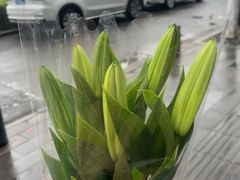 -循礼门鲜花花市(武汉循礼门店)