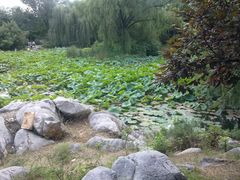 -紫竹院公园冰场
