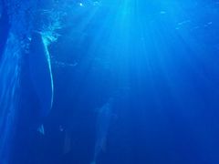 -多彩贵州城极地海洋世界