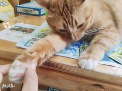 -MOYOYO猫咪咖啡店