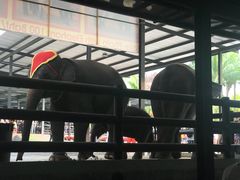 -东芭乐园