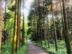 -东平国家森林公园