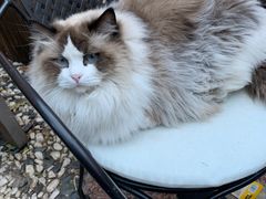 -喵屿·大理花园猫咖