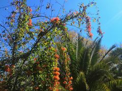 -山大王菌莊