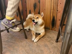-啡语