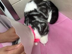 -北京观赏动物医院·24小时大型综合·猫专科·异宠专科