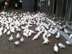 iphone_upload_pic-绵阳人民公园(涪城区)