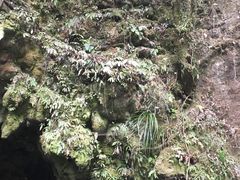 -怀托摩萤火虫洞