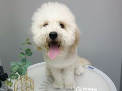 -BABIT巴比特宠物(MOMOPARK店)